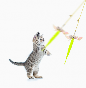 Kub Muag Dawb li Koj Tes Tease Cat Stick Toy