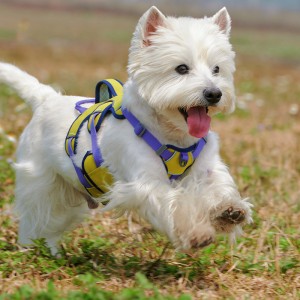 Wholesale Breathable Chest Strap Dog Reflective Harness Set