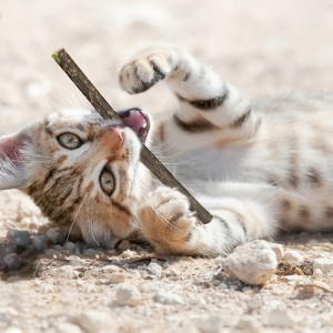 Stick di dentifricio molare di erba gatta naturale Giocattoli da masticare per gatti
