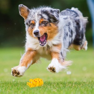 Mainan Kunyah Interaktif Tongkat Gigi Bersih Anjing Dengan Bintik Duri