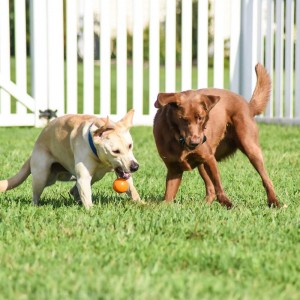Mainan Bola Anjing Interaktif Padat Karet Anti Gigitan Tahan Lama