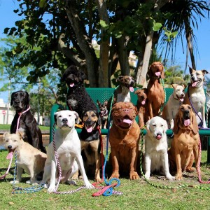 مقود منزلق للحيوانات الأليفة – مجموعة من مقود الكلاب وطوقها