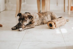 Versteckspielzeug für Hunde und quietschendes Welpenspielzeug