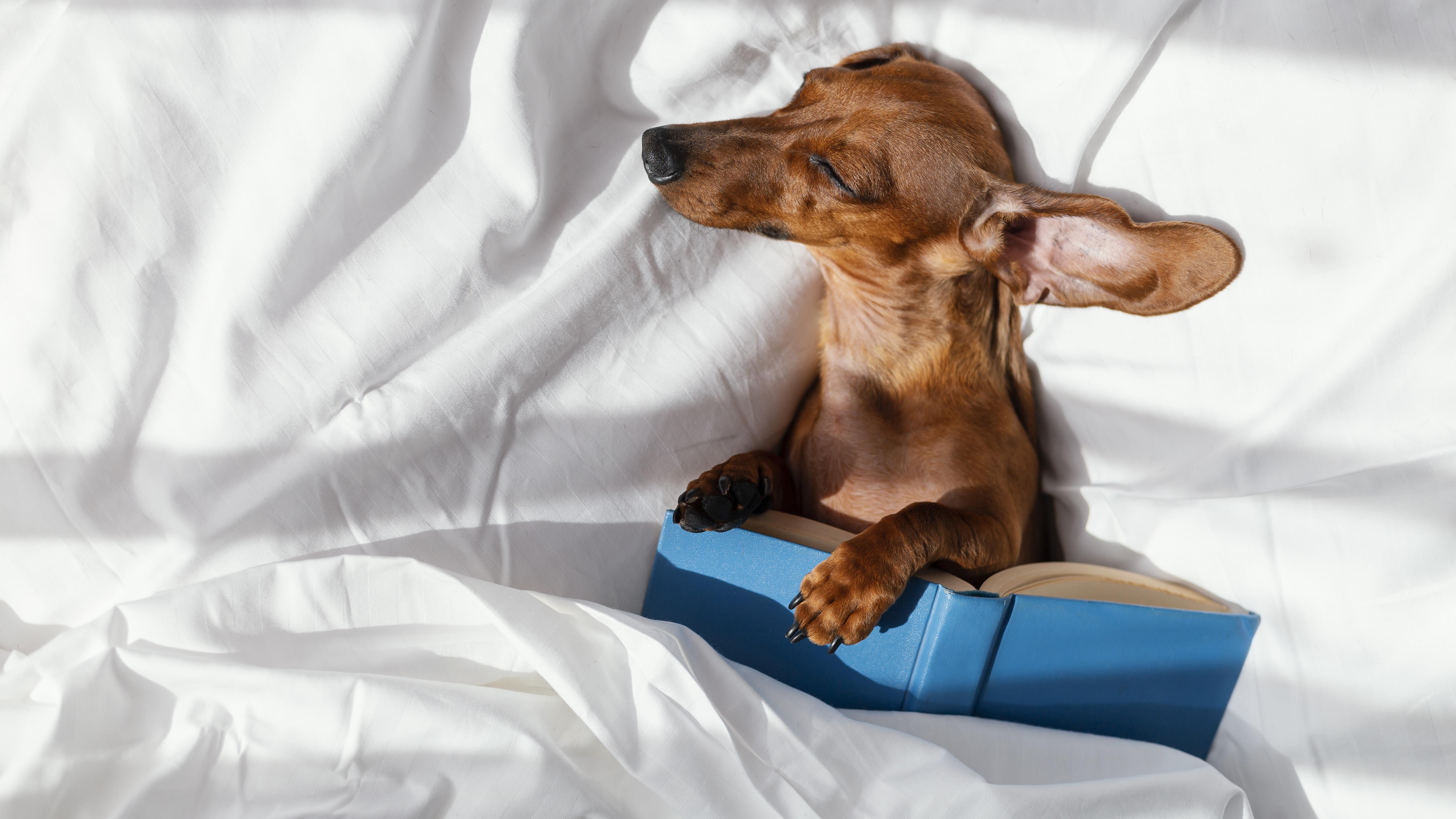 Luxus Grouss Hond Sofa Bett - E gemittlechen Hafe fir Äre Pelz Frënd