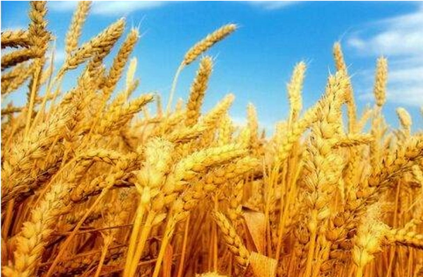 Argentina limits corn and wheat exports to curb food prices