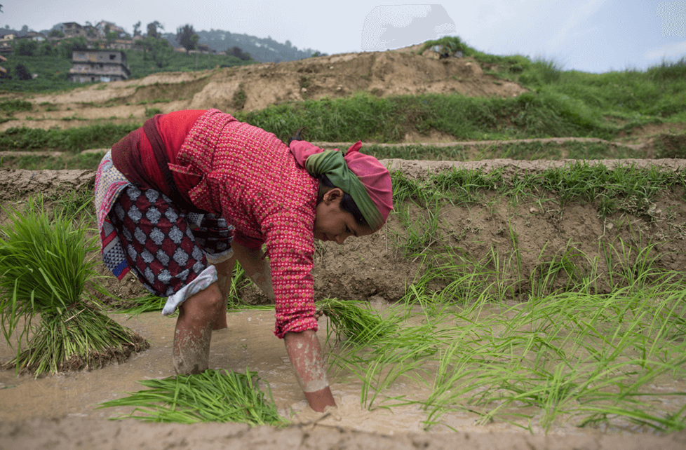 Nepal’s rice production has decreased by about 500000 tons this year