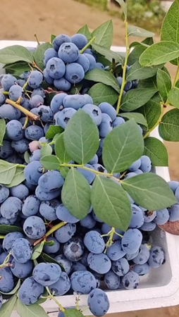 China has become the world’s largest blueberry plantation