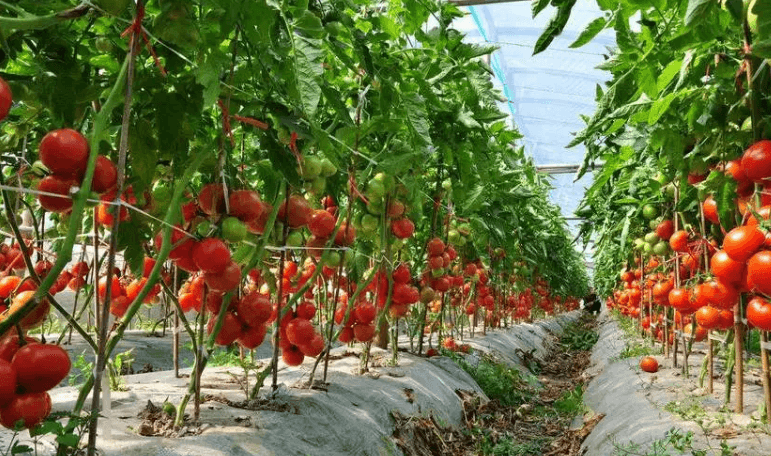 UK residents face tomato shortage