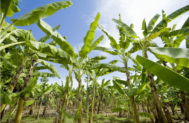 Blight is rampant! Large number of plantations in Davao, Philippines abandon banana planting