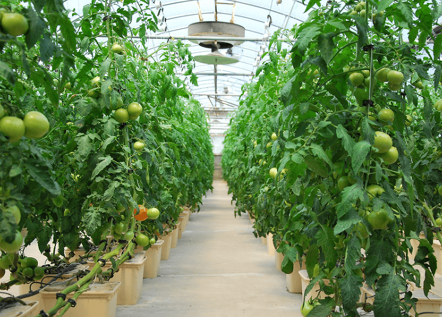 How To Grow Hydroponic Tomatoes