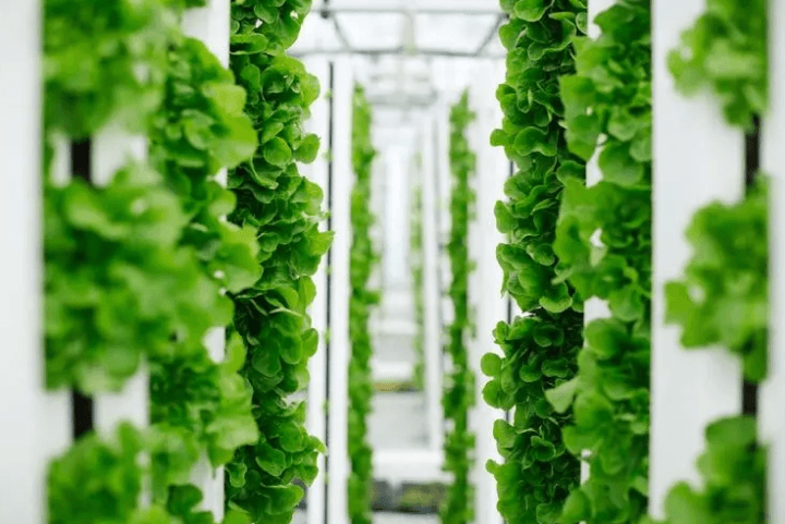 How to start vertical farming business