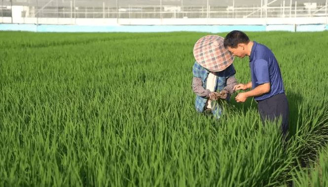 Vietnam prepares to grow low-carbon rice to meet net-zero emissions target