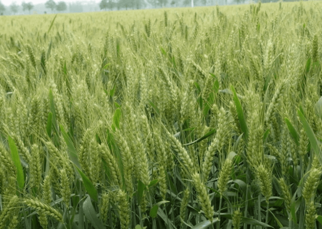 Brazilian wheat sown area expected to increase by 5.1% in 2023/24