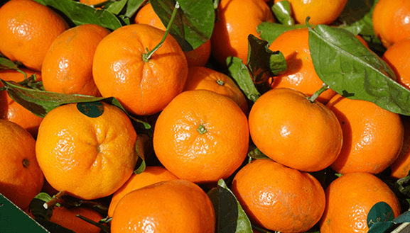 Chilean citrus fruits allowed to enter the Mexican market