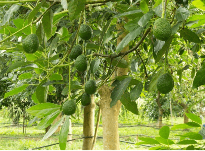 Colombia becomes Latin America’s second largest avocado exporter