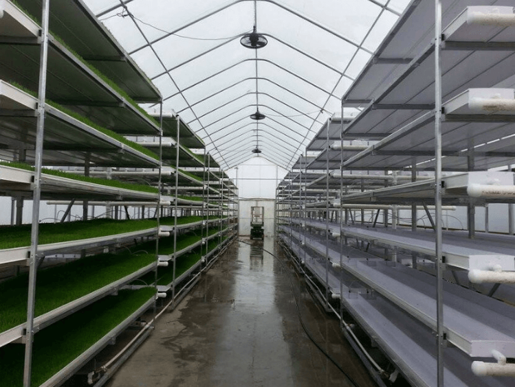 What is the main disadvantage of hydroponic farming?