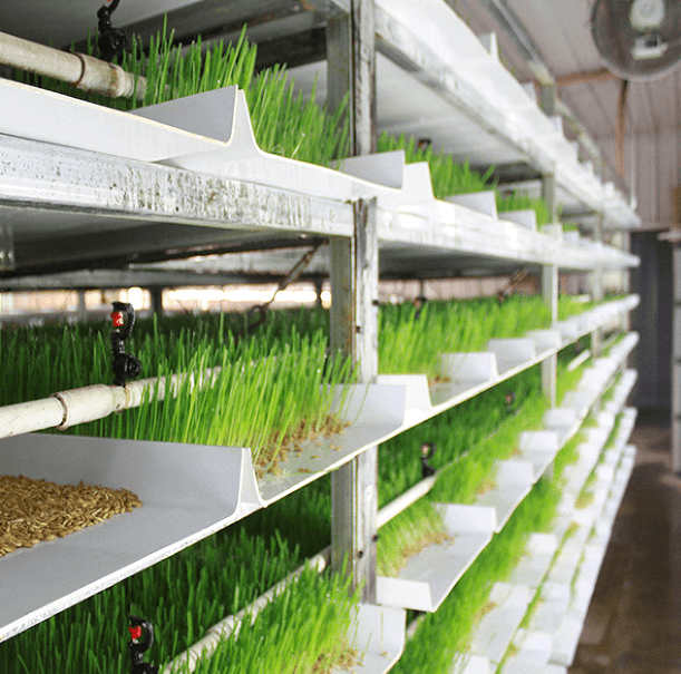 Growing Hydroponic Fodder Step by Step Guide