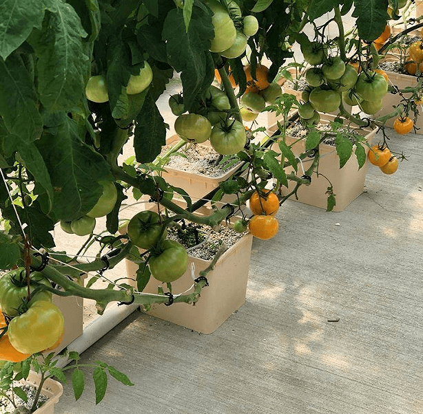 Use dutch buckets to grow tomatoes