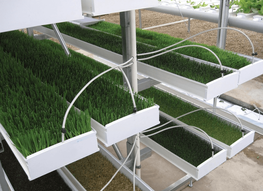 What is fodder systems for livestock?