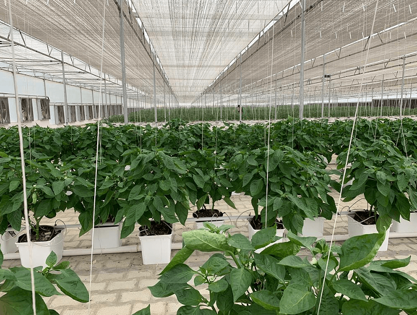 Commercial Greenhouse Grow