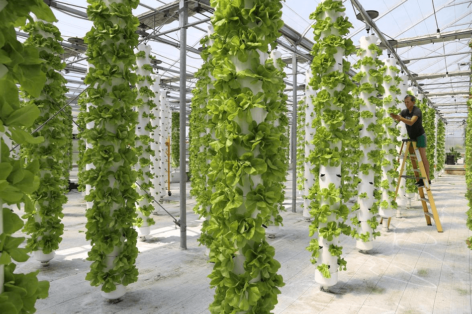 Types Of Vertical Indoor Farming