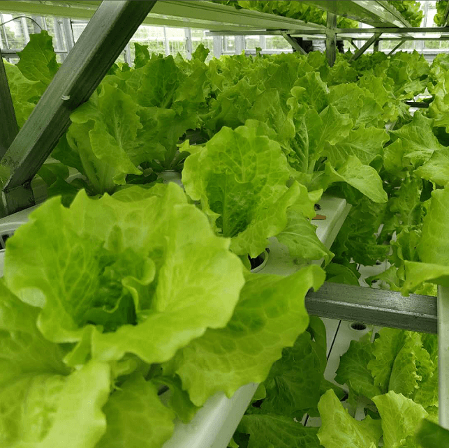 Growing Lettuce in a Vertical Farm