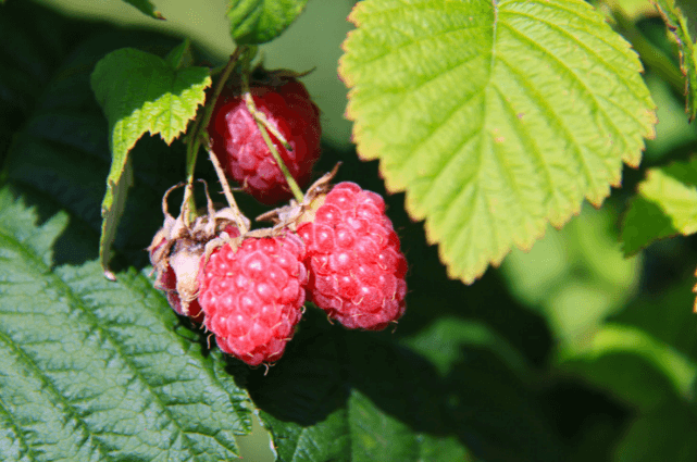 Growing raspberries in pots