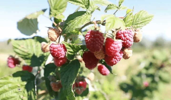 How to grow raspberries in containers