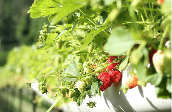 What Size Grow Bag For Strawberries