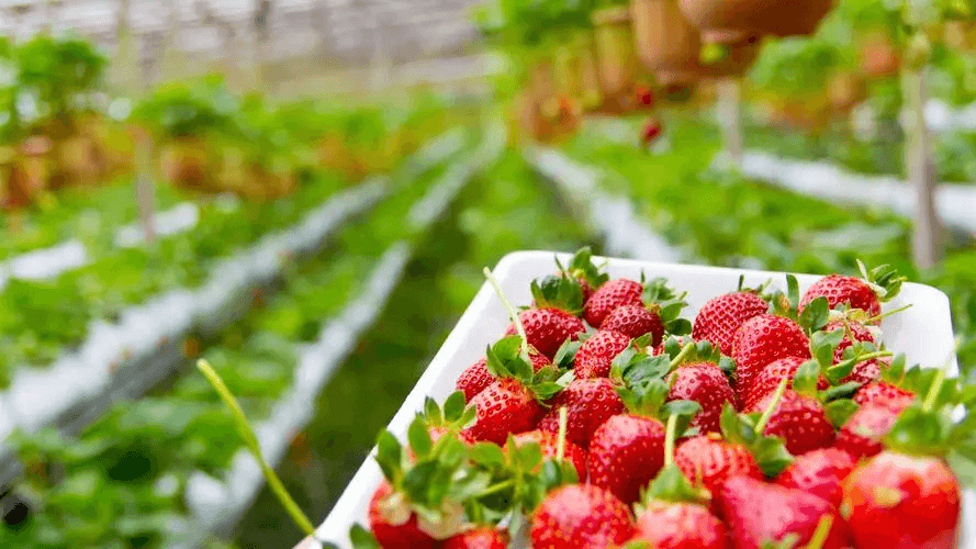 How To Water A Strawberry Pot