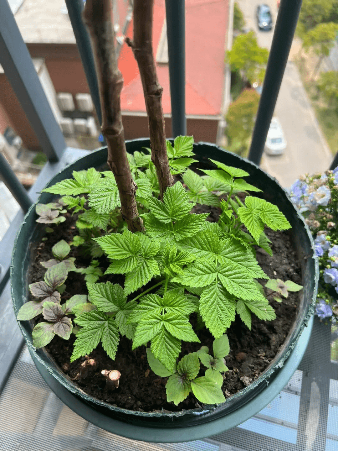 Grewing Raspberries in the Right Containers