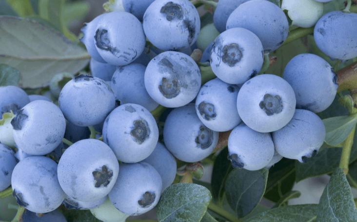 Discover the Advantages of Grow Blueberries in Containers