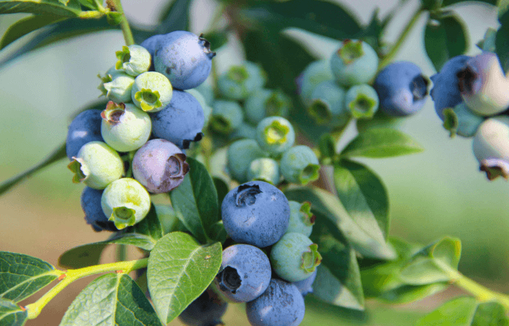 Successfully Growing Blueberries With the Best Pots