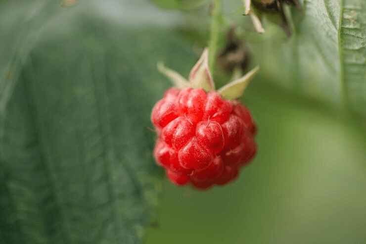 Can You Grow Raspberries in a 5 Gallon Bucket