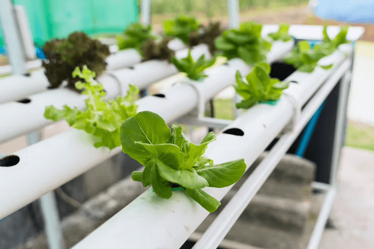 How To Build A Nft Hydroponic System