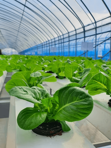 Are Hydroponic Systems Worth It?