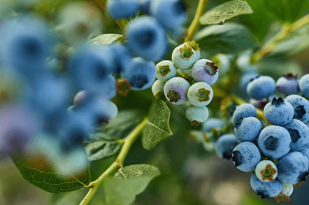 Successfully Growing Blueberries with the Best Pots