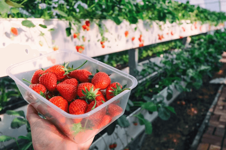 Why it is Profitable to Grow Strawberries in Hydroponic Gutter System