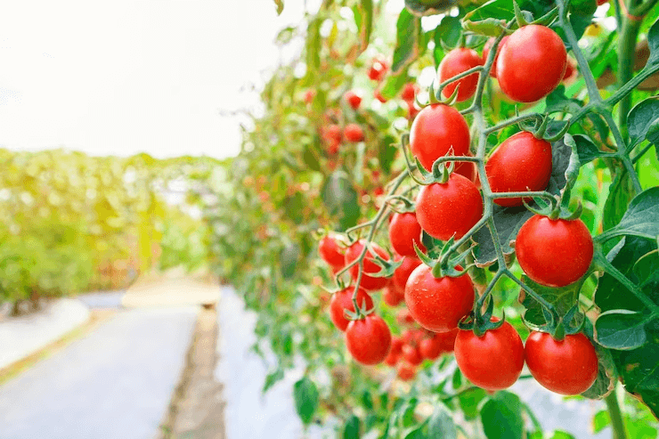 Tomatoes in Hydroponic Greenhouse