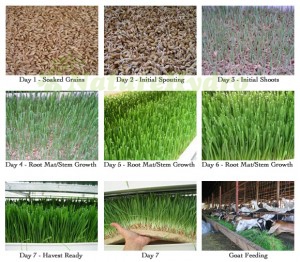 Hydroponic Green Fodder Barley System
