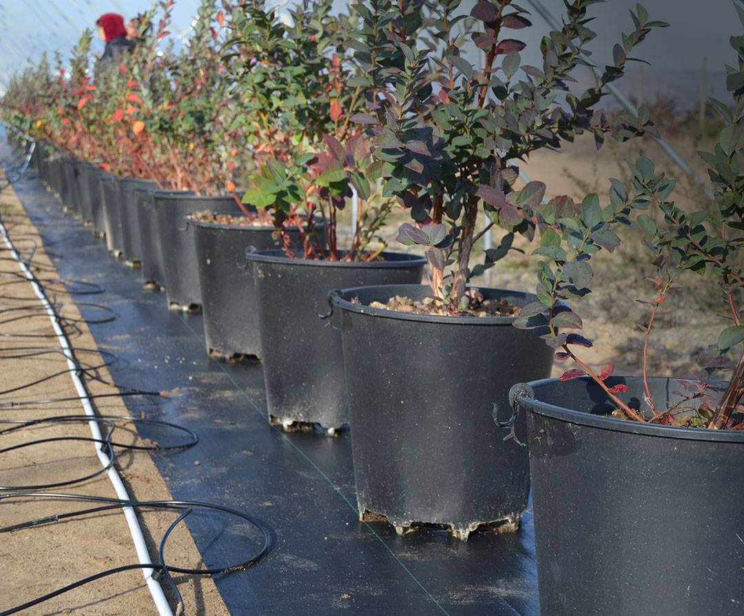 From Nursery to Market: Plastic Plant Pots in Commercial Crop Production