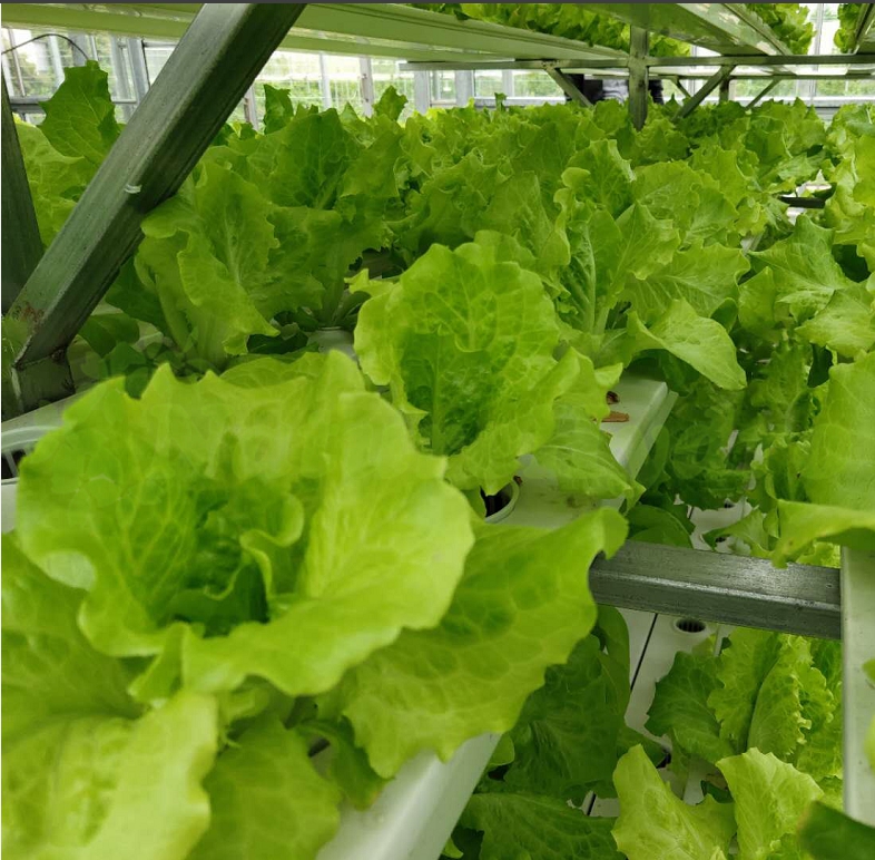 Rwanda vigorously develops hydroponic cultivation agricultural technology