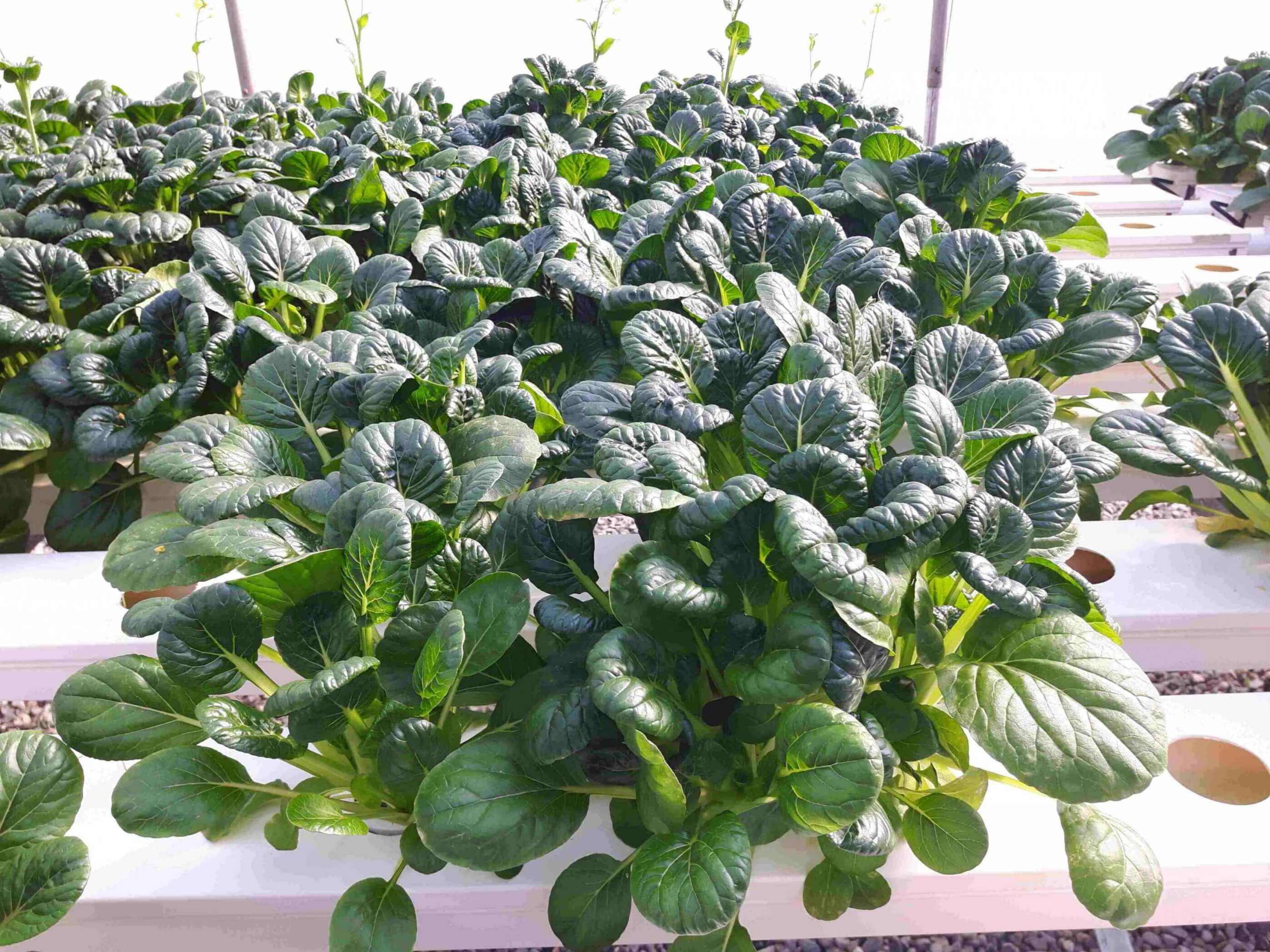 The Commercial Value That Nft Grow System Can Bring