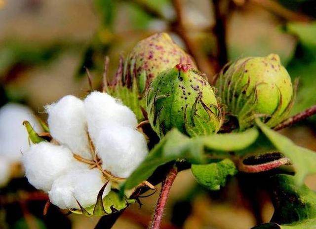 The growth of global cotton planting area in 2022 is worrying