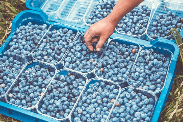 Key Requirements for Blueberry Commercial Growing