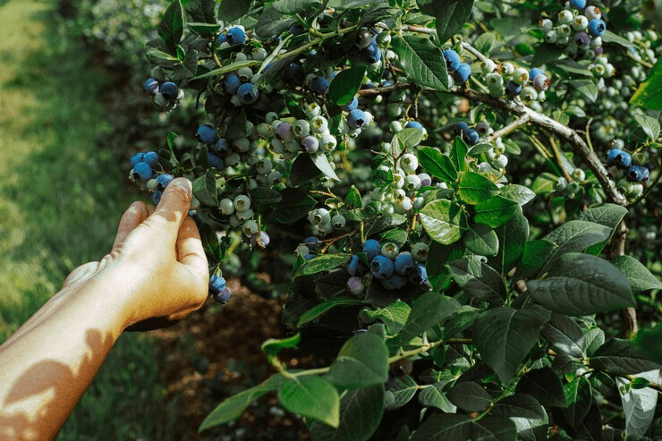 Can Blueberries Be Grown in Pots?