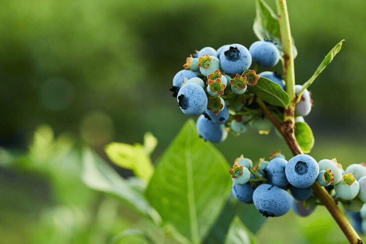 The Optimal Growing Environment for Blueberries
