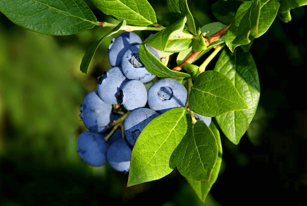 Blueberry Nutrient Deficiency and Prevention