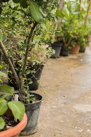 Organic and Natural Pest Control Methods for Container Berry Gardening