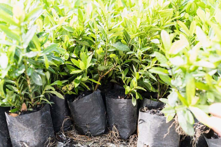 Exploring the Best Types of Plastic Pots for Thriving Blueberry Plants
